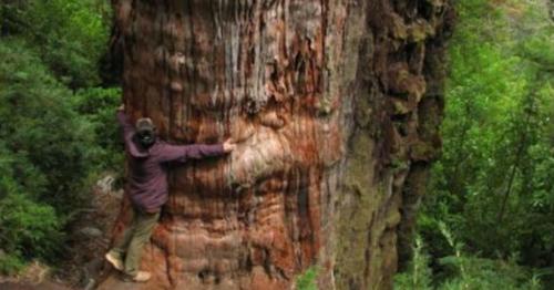 Kỳ lạ cây cổ thụ 5.000 năm, nhiều tuổi hơn Kim tự tháp Ai Cập.