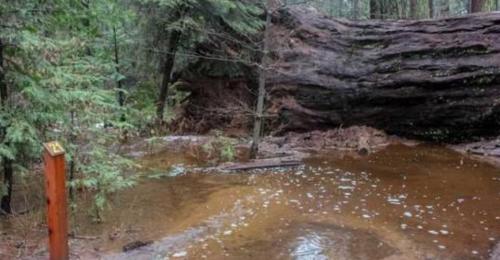 Cây khổng lồ 1.000 tuổi nổi tiếng bất ngờ bị bão quật đổ