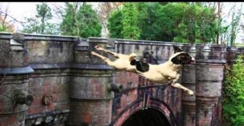 Điều bí ẩn nào khiến tất cả chó cưng đều tự tử khi đi qua cây cầu này