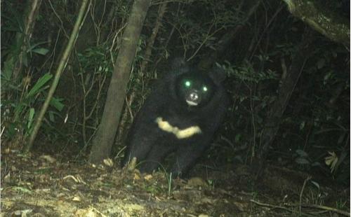 Con vật quý hiếm vừa được phát hiện nặng khoảng 150kg, là loài có nguy cơ tuyệt chủng, thuộc nhóm IB nguy cấp, quý hiếm.