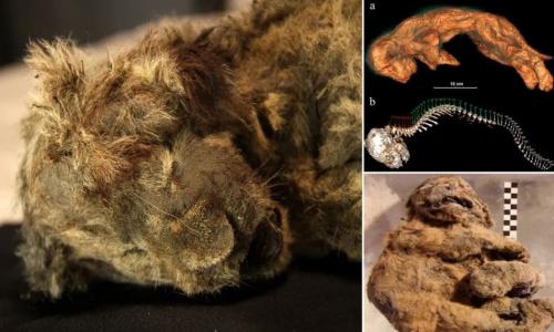 Phát hiện xác sư tử 28.000 tuổi nguyên vẹn trong hang động cổ đại