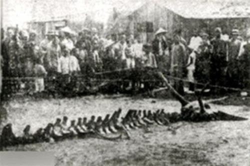 Rồng là có thật? Bí ẩn đằng sau sự kiện rồng rơi ở Doanh Khẩu…