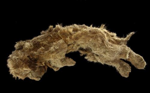 Tìm thấy hóa thạch sư tử nhiên đại 28.000 năm trong lớp băng vĩnh cửu ở Siberia