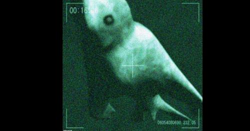 Phát hiện sinh vật giống người khổng lồ ở Nam Cực?