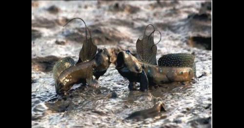 Loài cá sống sót 300 triệu năm cuối cùng vẫn… lên bàn nhậu