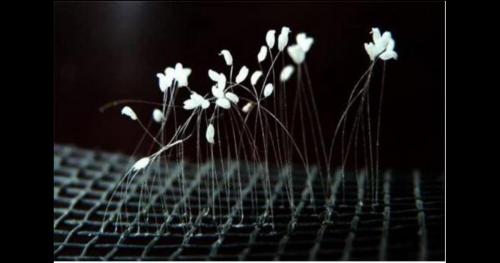 Loài hoa 3.000 năm mới nở một lần lại xuất hiện nhiều ở Việt Nam