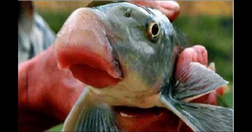 Loài cá huyền thoại của Việt Nam – tồn tại từ thời vua Hùng đến nay vẫn còn sống