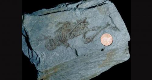 Bí ẩn: Hóa thạch người tí hon 600 triệu năm tuổi được tìm thấy tại Nam cực