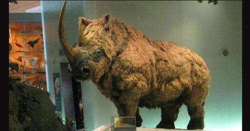 Phát hiện xác Tê giác có lông đã tuyệt chủng cách đây 10.000 năm