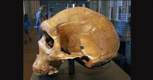 Phát hiện lỗ đạn trên các hộp sọ tiền sử hàng triệu năm tuổi