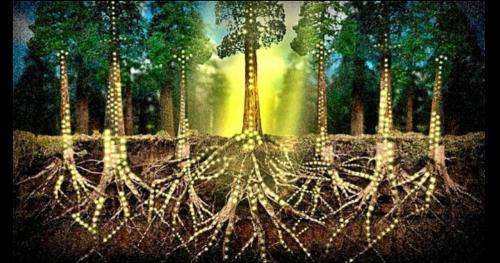 12 Sự thật đáng kinh ngạc chứng minh thực vật, cây cối cũng giao tiếp và có cảm giác