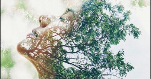 Phải chăng thực vật cũng biết sợ, có cảm xúc?